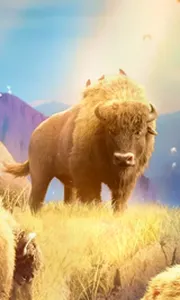 Buffalo Win